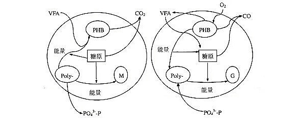 關(guān)于生物除磷的詳解！